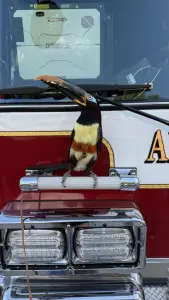 TikTok-famous toucan gets rescued by Arlington Co. firefighters