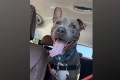 Meet Athena, an affectionate dream dog