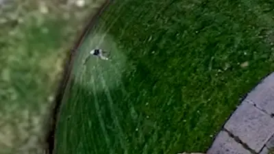 Woman bitten by coyote in New Jersey, police say
