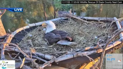 Wildlife Rescue of Dade County announces 2nd egg laid by Miami’s most famous bald eagle couple