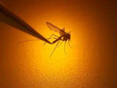 Mosquitos in central Mass. town test positive for EEE
