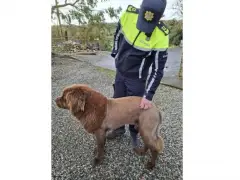 Irish police got a call about a lion. It was actually a dog named Mouse.
