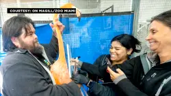 Dozens of Caribbean flamingos undergo annual checkup at Zoo Miami