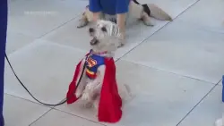 Some furry good boys and girls treated to advance screening of ‘Superman’ in Los Angeles