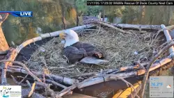 Wildlife Rescue of Dade County announces 2nd egg laid by Miami’s most famous bald eagle couple